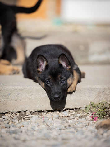 Vom Kampfgeistes German Shepherd Puppy Canada