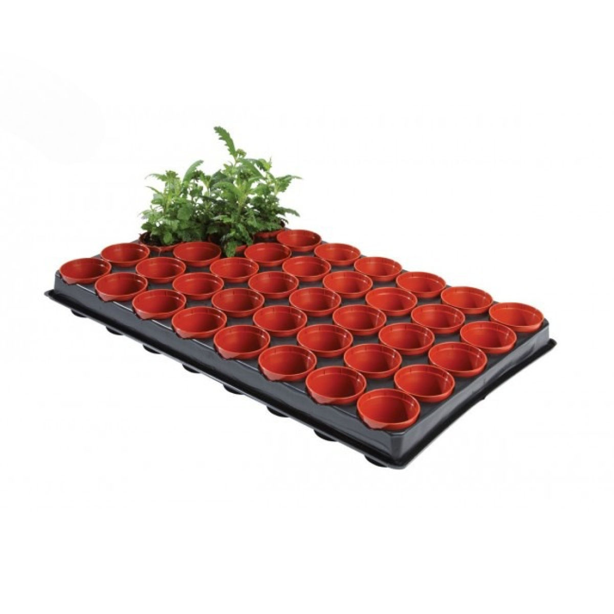 Garland Professional Seed and Cutting Tray 40 x 6cm Pots
