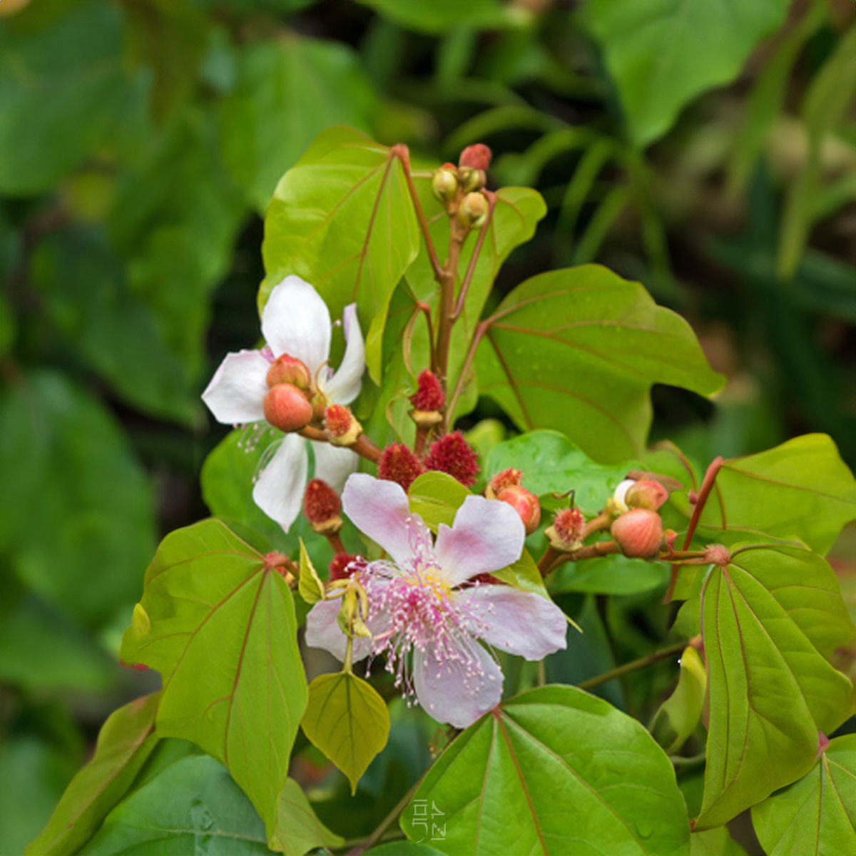 Lippenstiftstrauch ( Bixa orellana )