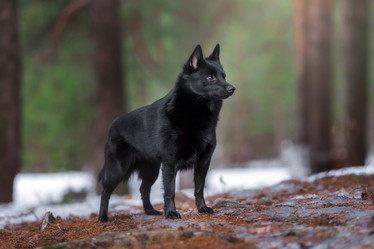 royal schipperke club