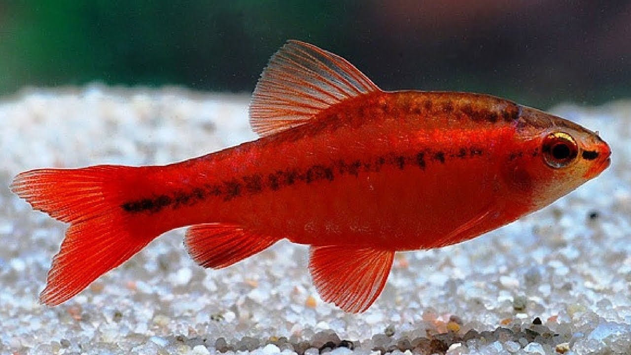 Cherry Barb