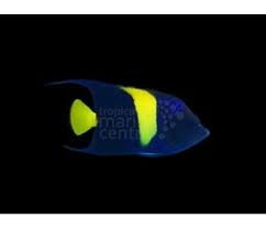 Purple Moon Angel: A