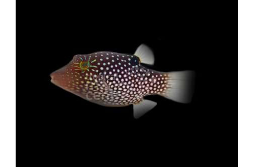 Puffer - Blue Spot
Canthigaster papua