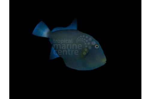 Pinktail Trigger -
Melichthys vidua