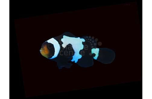 Black Ice Snowflake - tank bred -amphiprion ocellaris