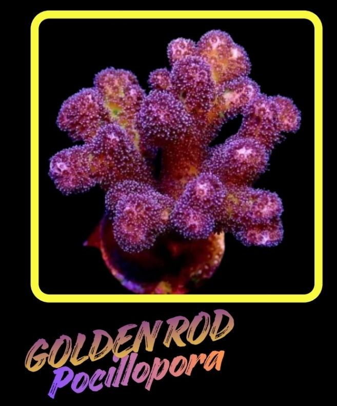 Golden Rod Pocillopora - Frag