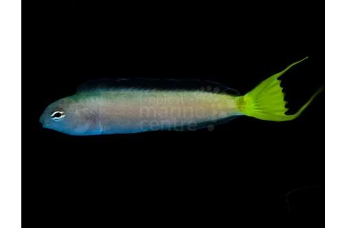 African Blenny
- Meiacanthus mossambicus