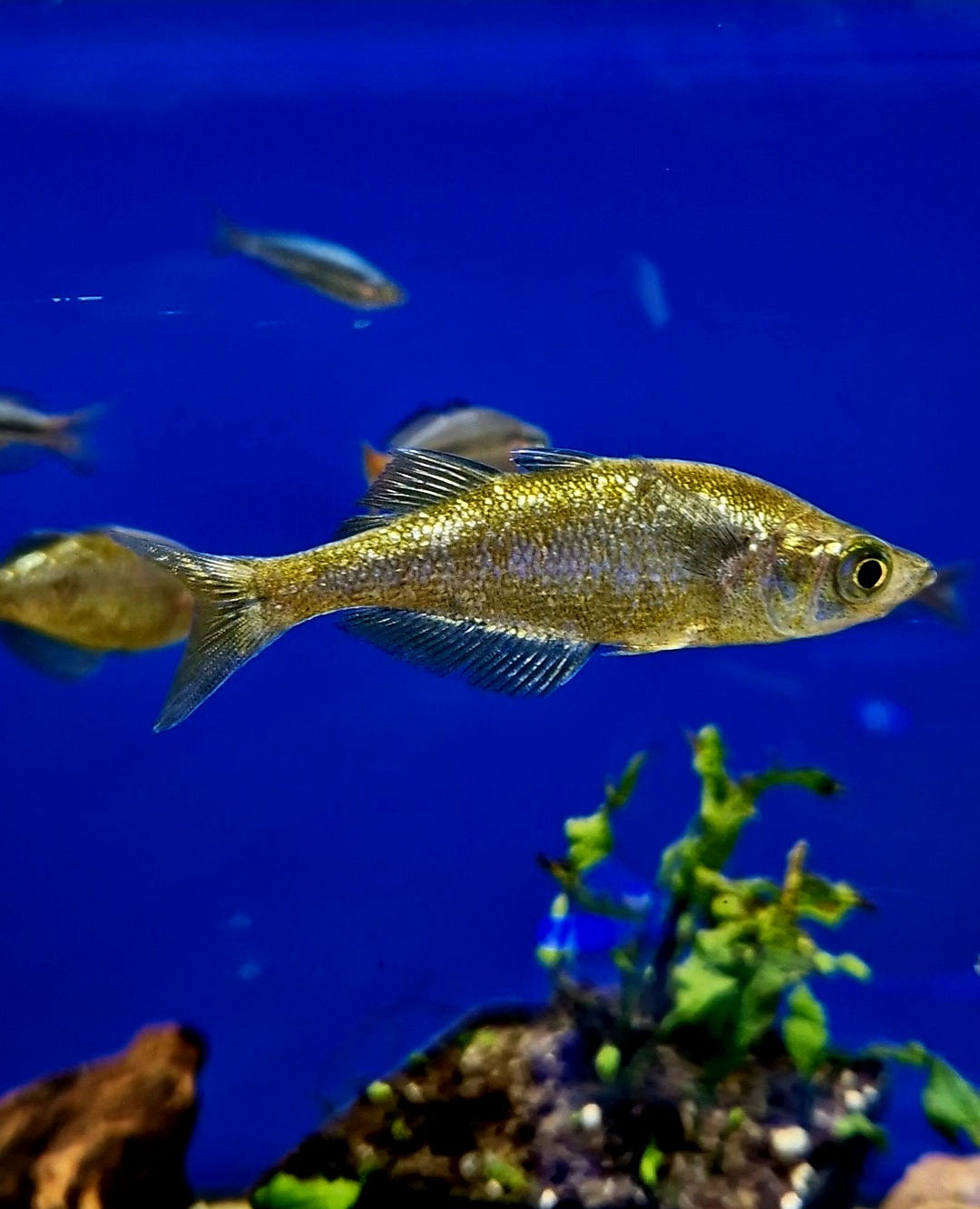Red Rainbowfish -
Glossolepis incisa 8cm