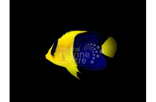 Bicolour Angel - centropyge bicolor