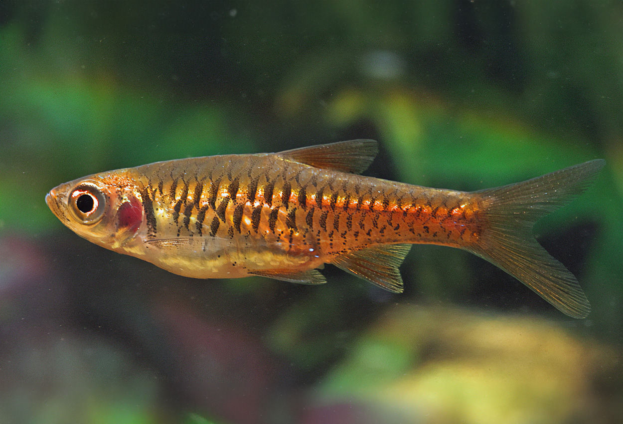 Volcano Rasbora
- Rasbora vulcanus