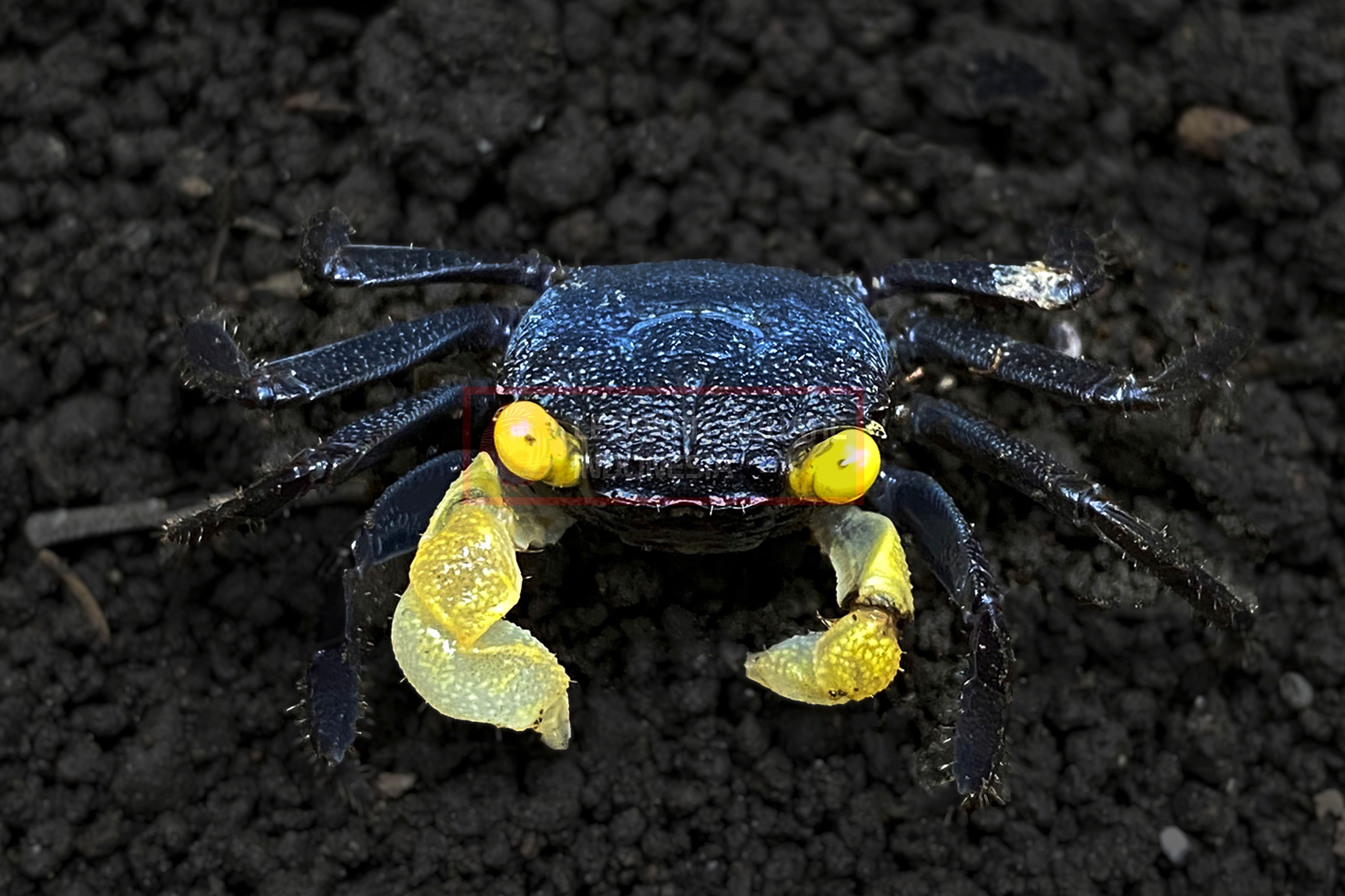 Golden Eye Vampire Crab