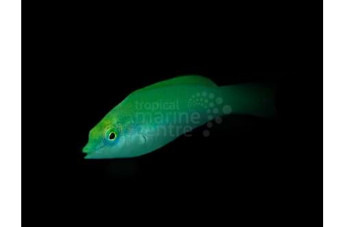 Jade wrasse