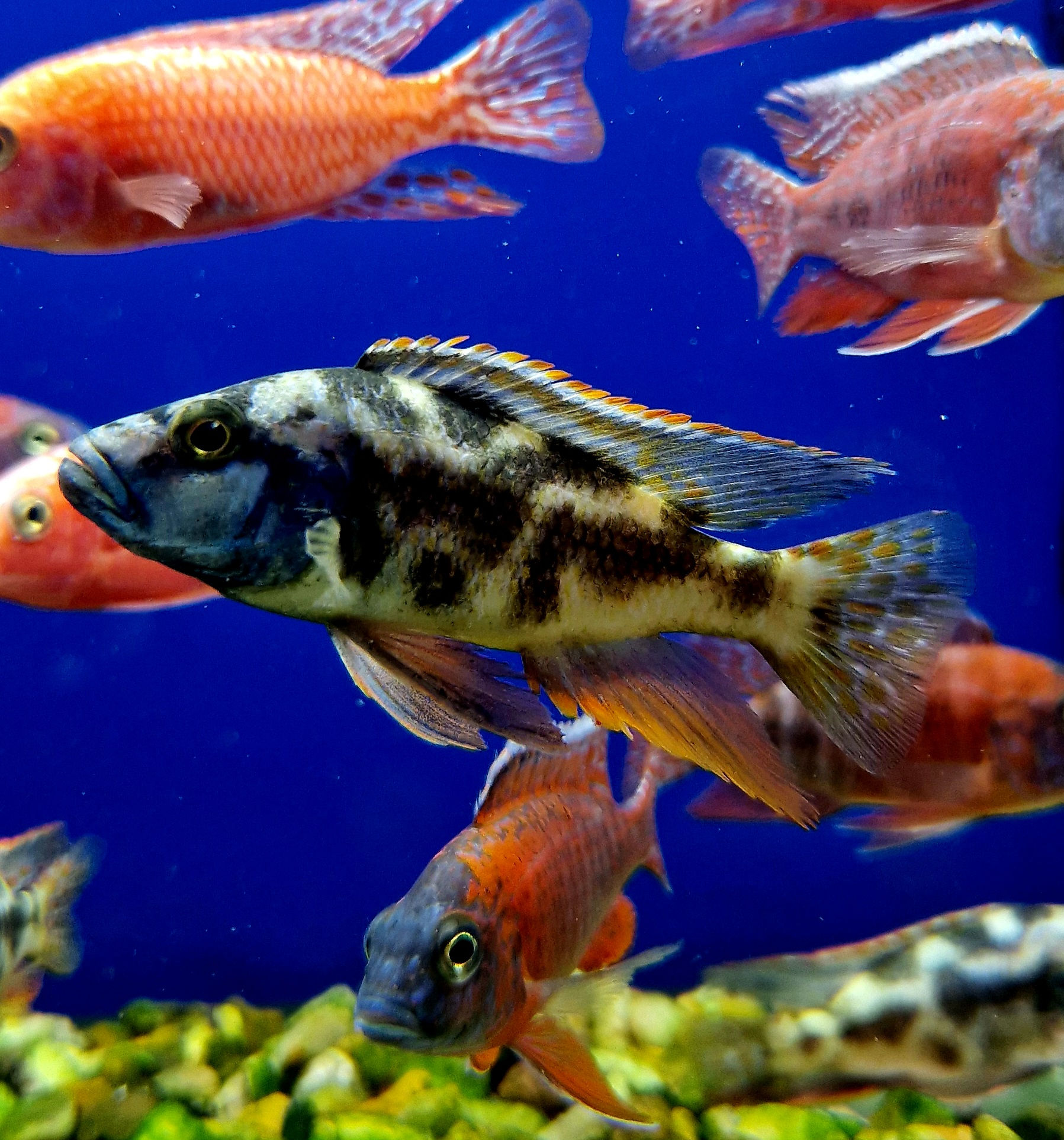 Fusco haplochromis 3"