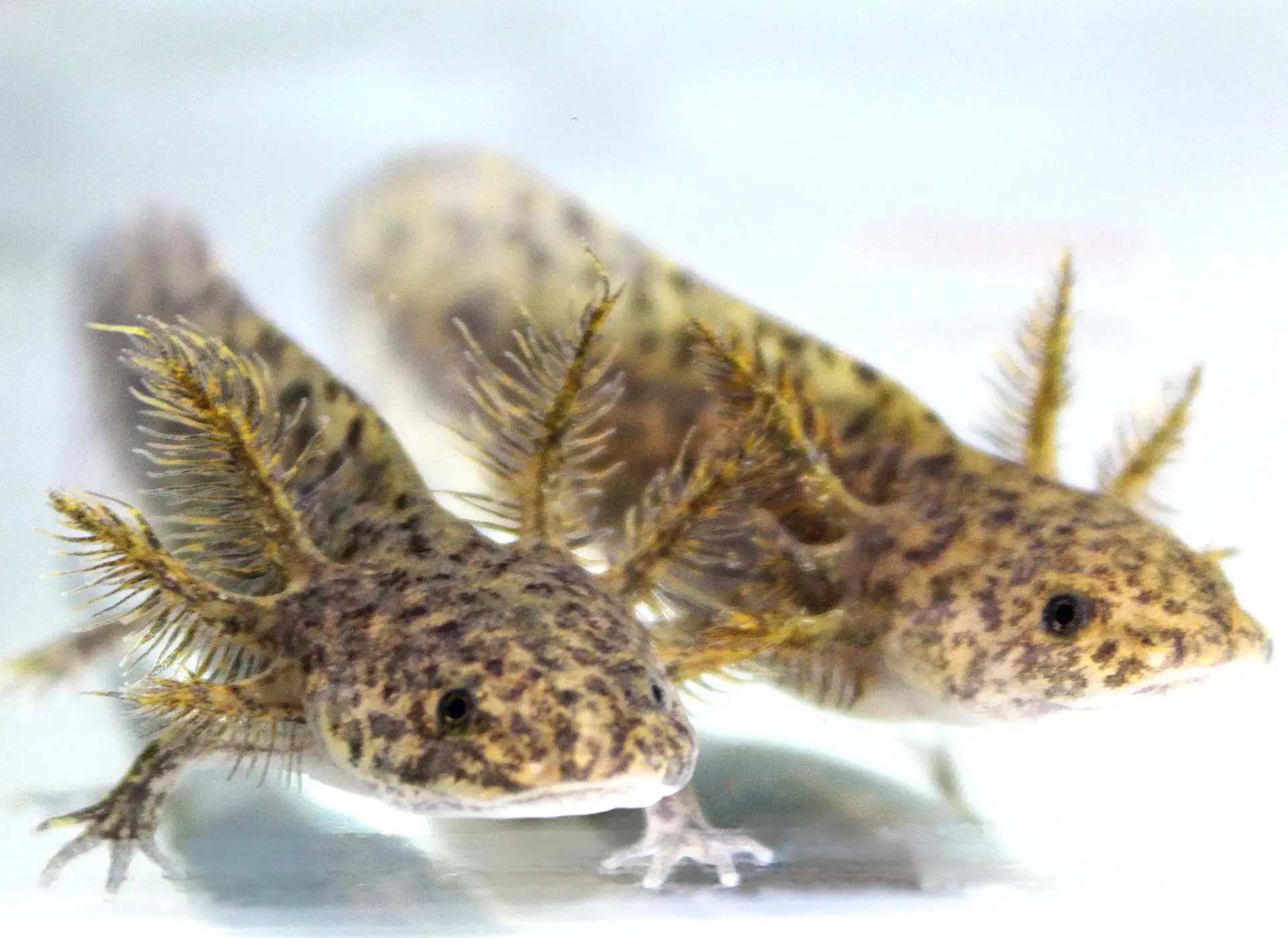 Wild Type Axolotl - adult