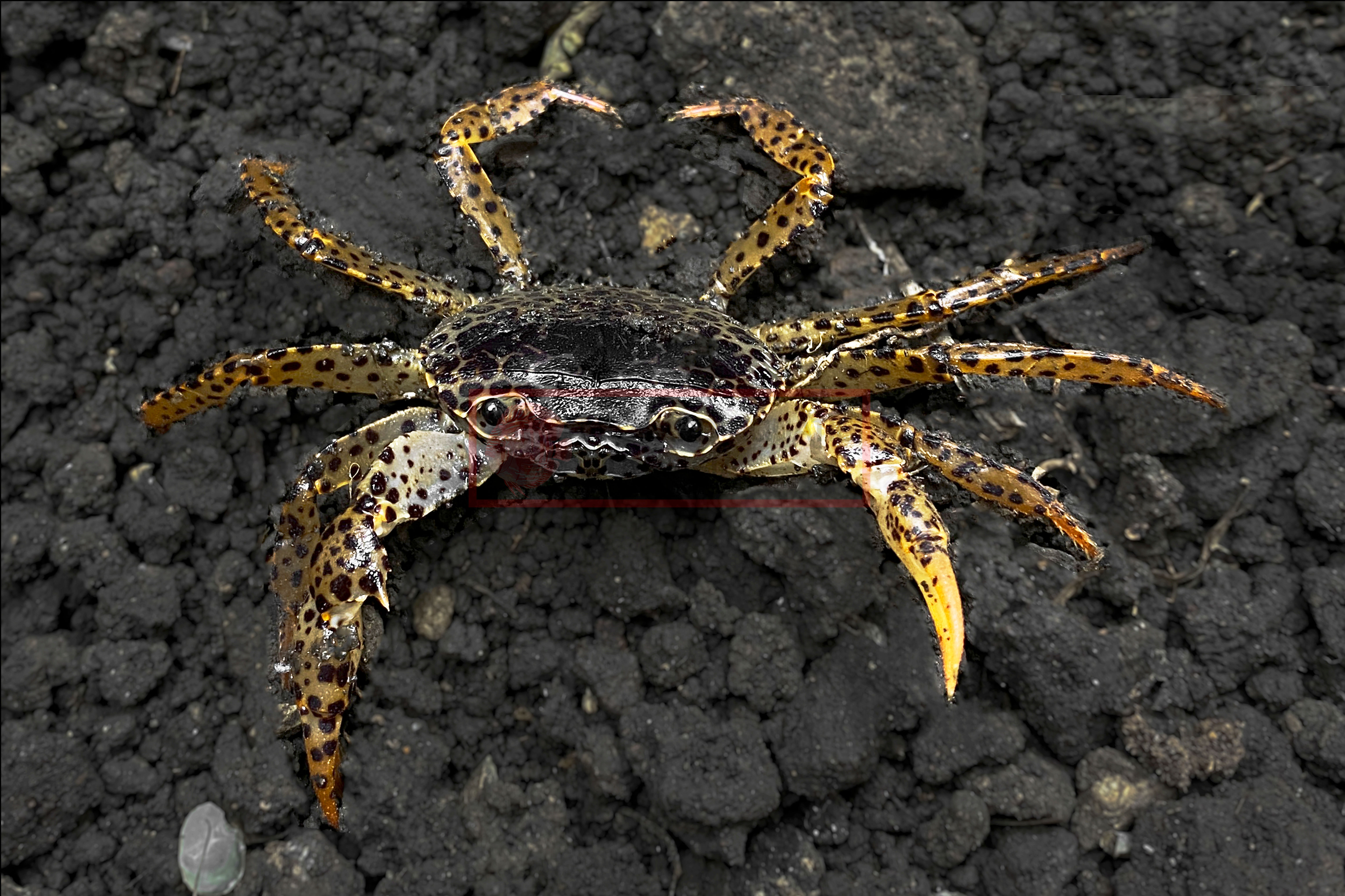 Panther Crab