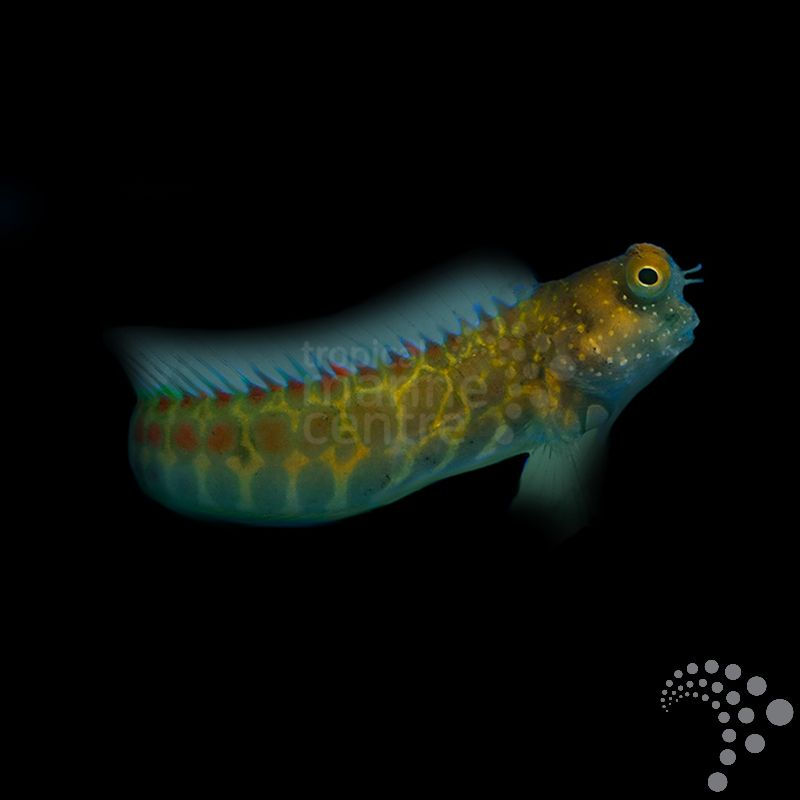 Algae Blenny - Sunset Stripe Salarias segmentatus