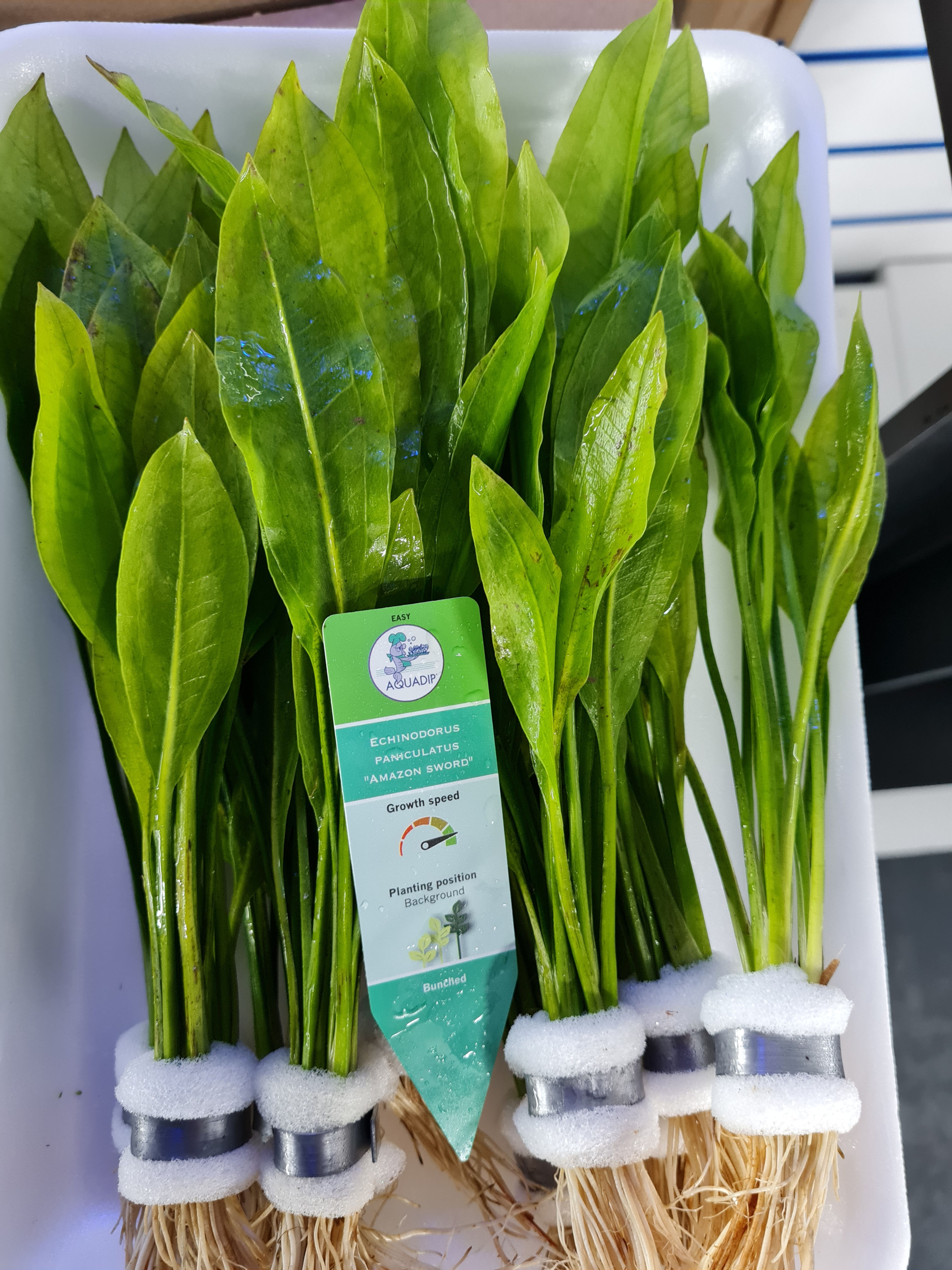 Echinodorus paniculatus “Amazon sword” bunched