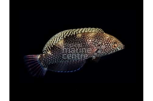 Leopard Wrasse - Black - Melanesia
Macropharyngodon negrosensis
