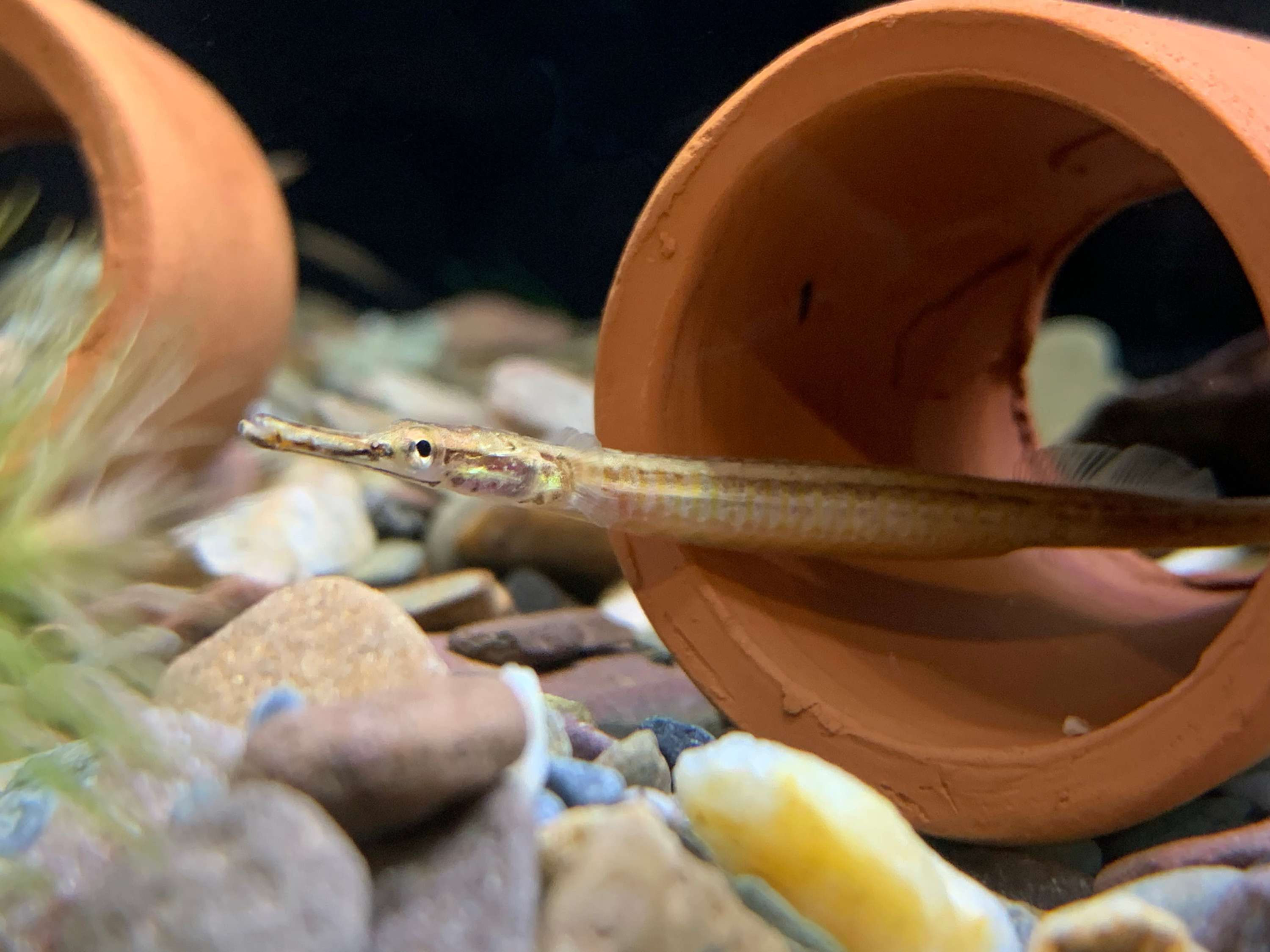 Shortnose Pipefish - freshwater 10 - 12cm