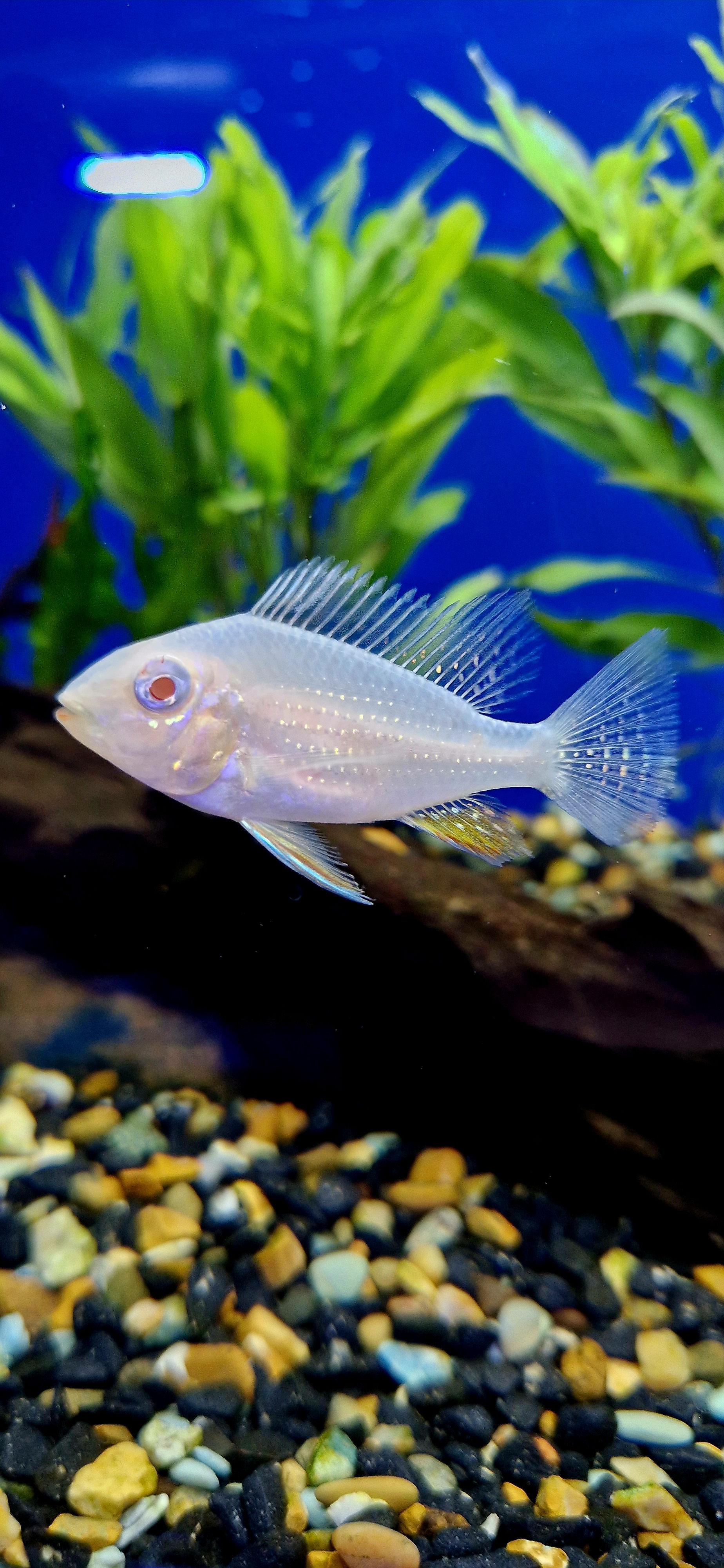 Albino Heckli Threadfin Acara 3"