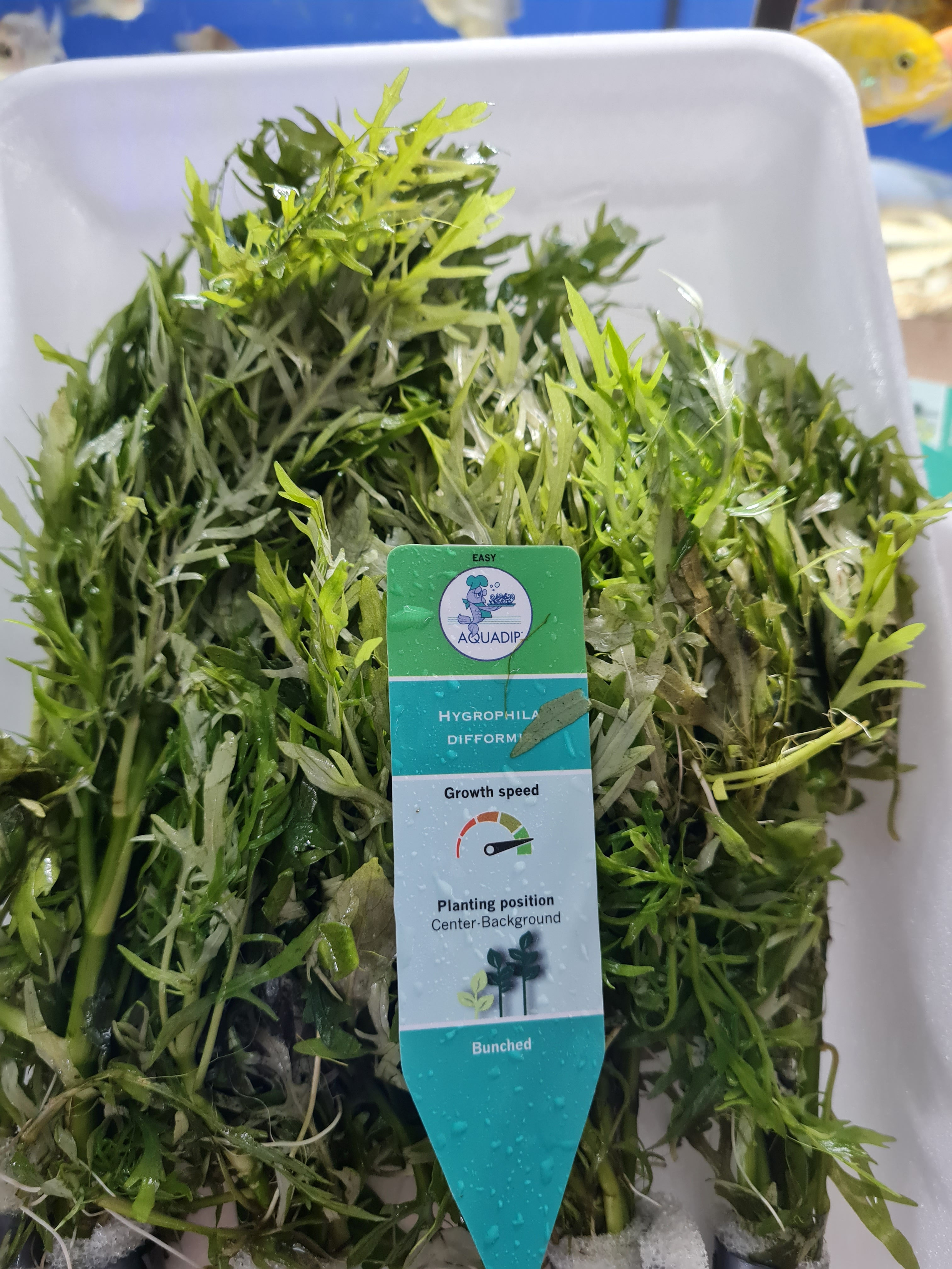 Hygrophila difformis "Wisteria" bunched