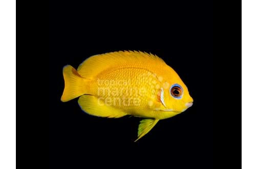 Lemonpeel Angel - centropyge flavissima