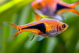 Harlequin Rasbora -
Trigonostigma heteromorpha