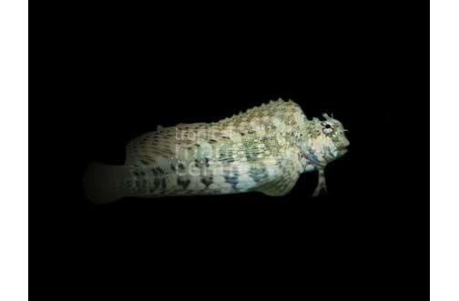 Algae Blenny - salarias fasciatus
