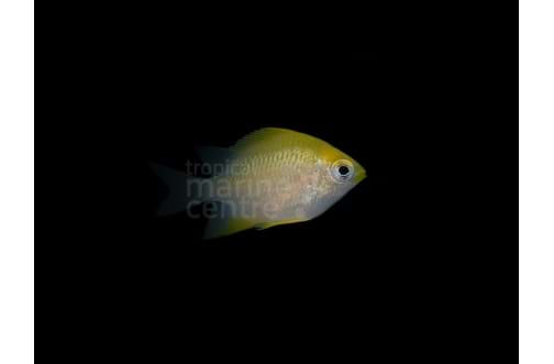 Lemon Damsel
Amblyglyphidodon aureus