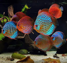 Discus