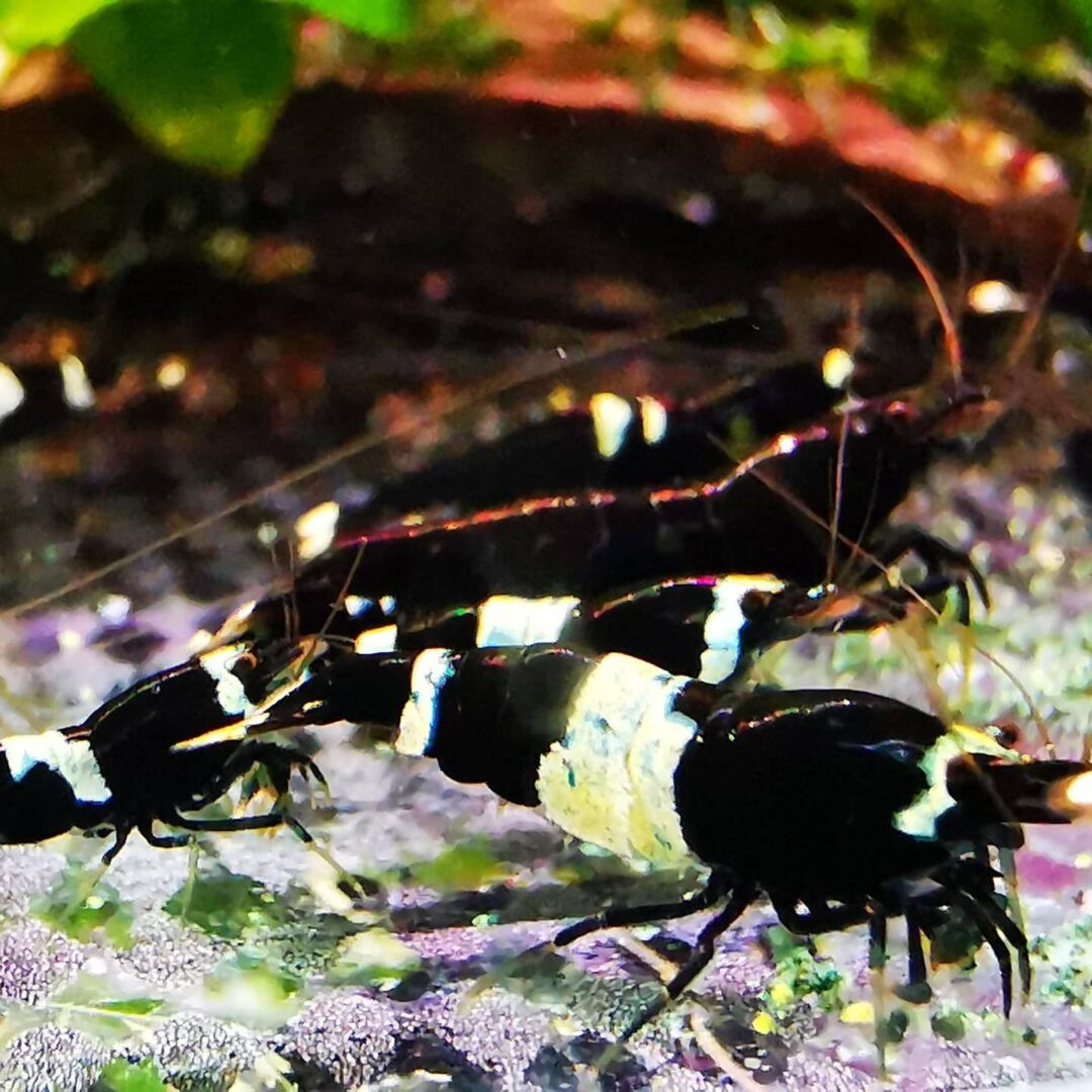 Taiwan Panda Bee Black