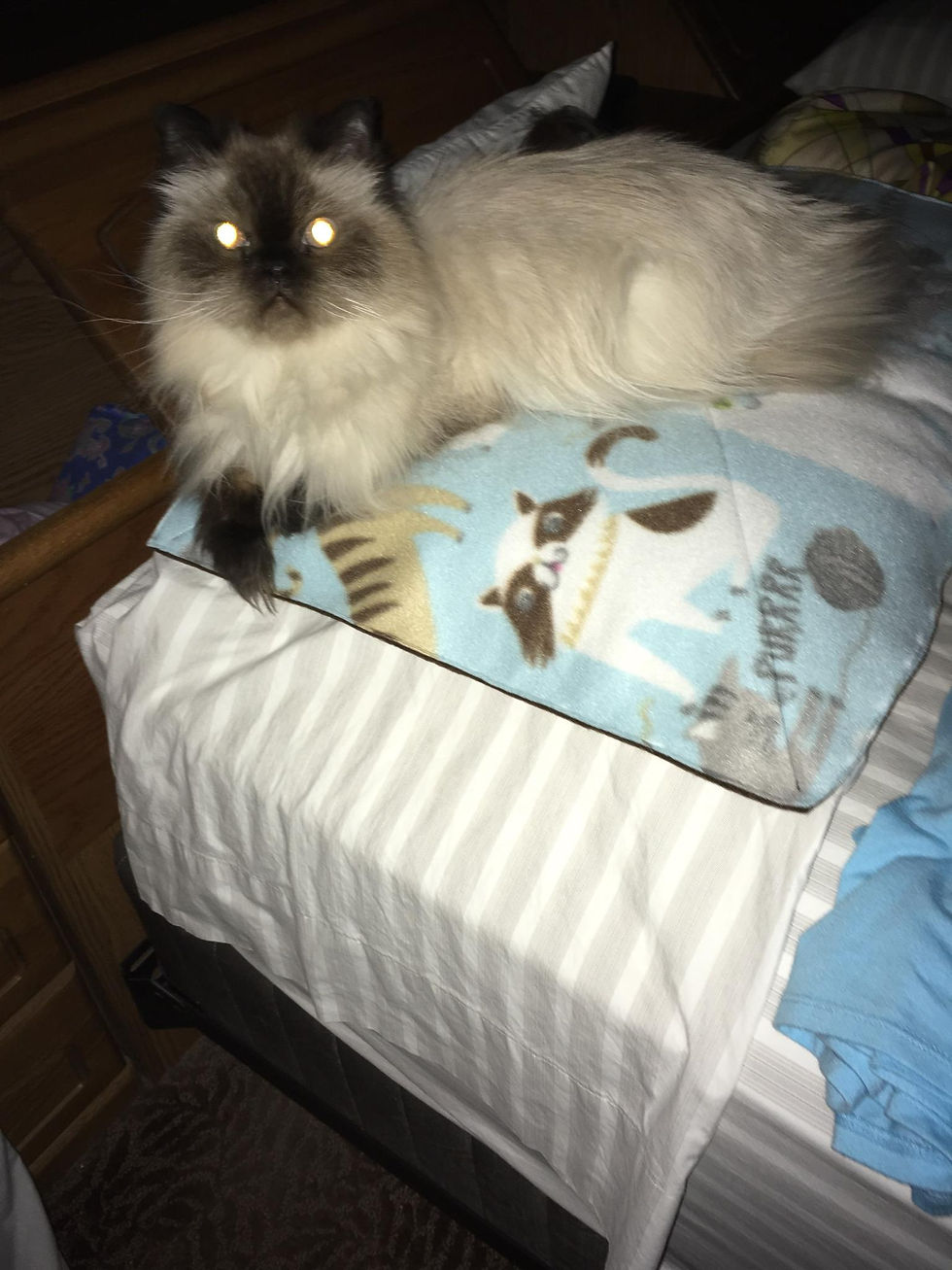Thumbnail: Cat Toys & Blankets for Your Dog's Cat Friend