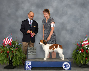 NOHS Kooikerhondje BOB Rae and Lucinda