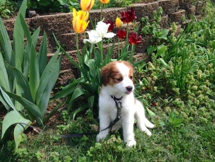 LeiaPuppyTulips