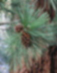 Ponderosa Pine
