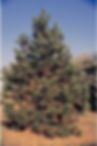 Ponderosa Pine