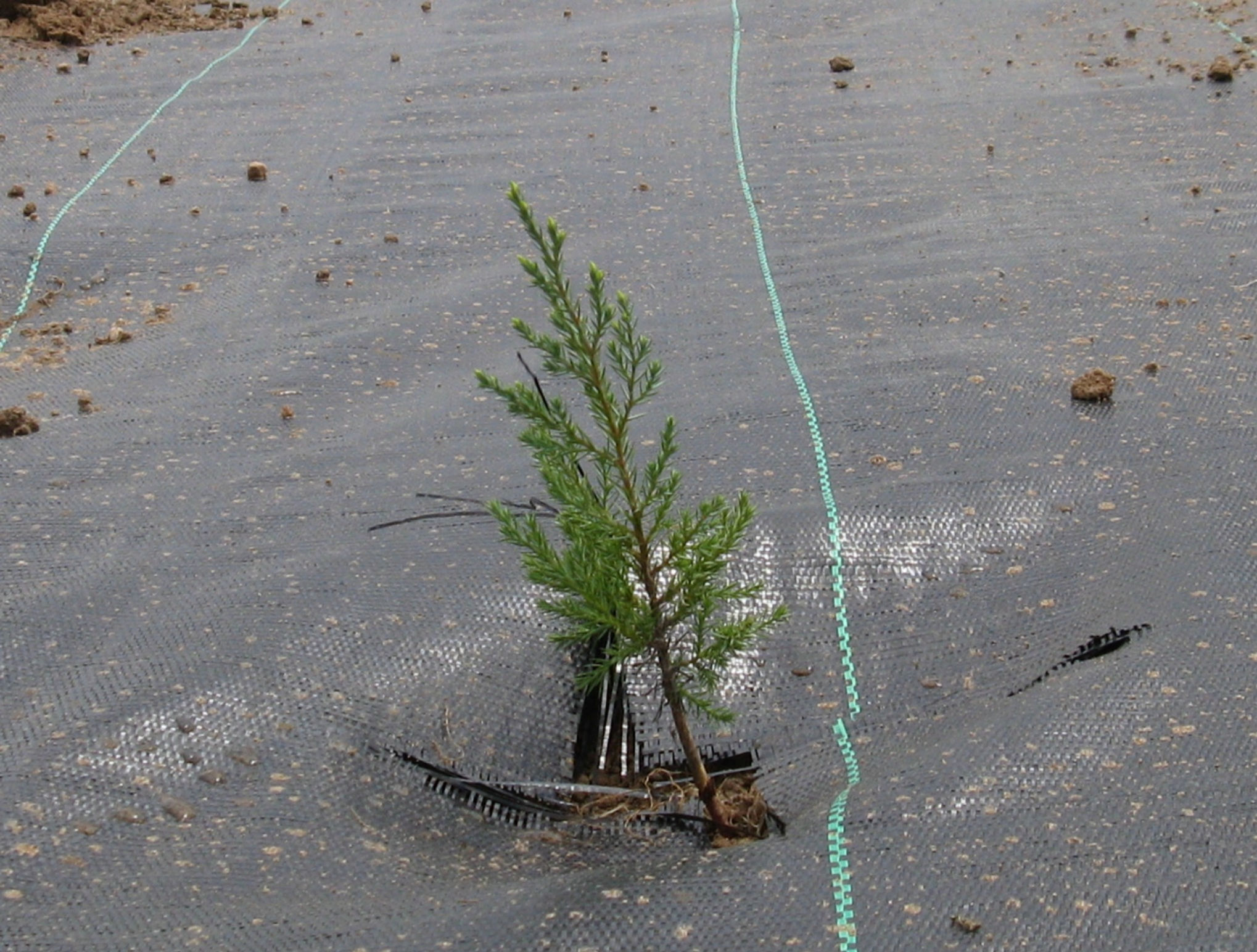 Potted Singles