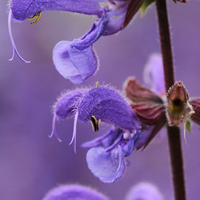 Wiesensalbeiblüte Makroaufnahme