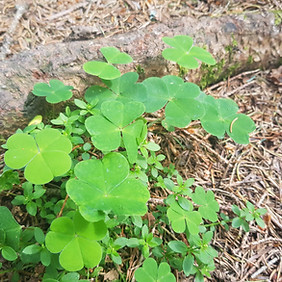 Sauerklee im Wald