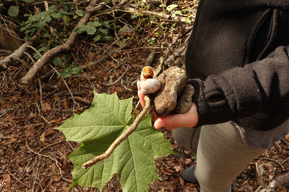 Sammeln von Naturmaterialien für eine Coachingübung zum Thema Resilienz