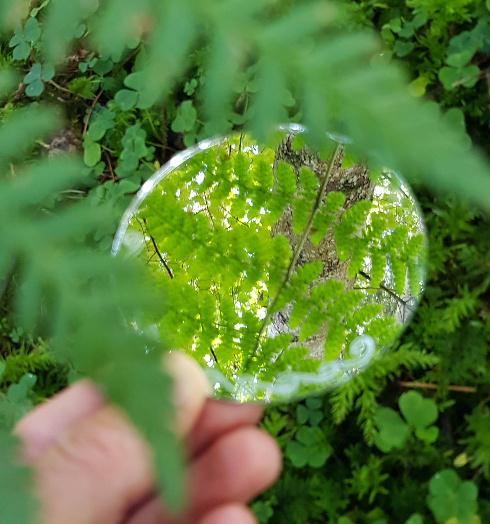 Tanke dein Gesundheitskonto auf - Achtsamkeit in der Natur erfahren