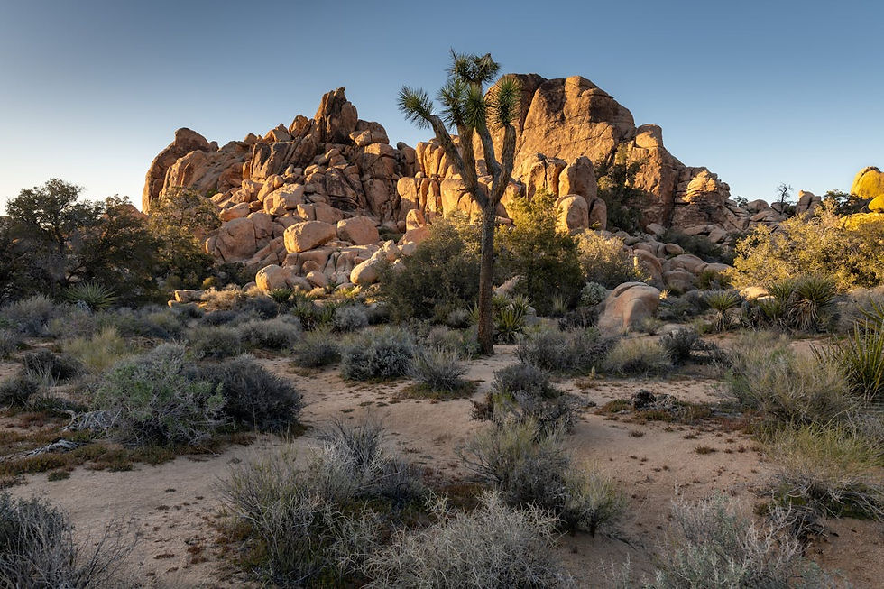 Joshua Tree National Park