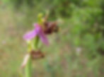 Wild Orchid at Sekania Beach