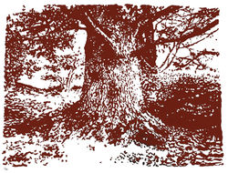 Arbre des champs