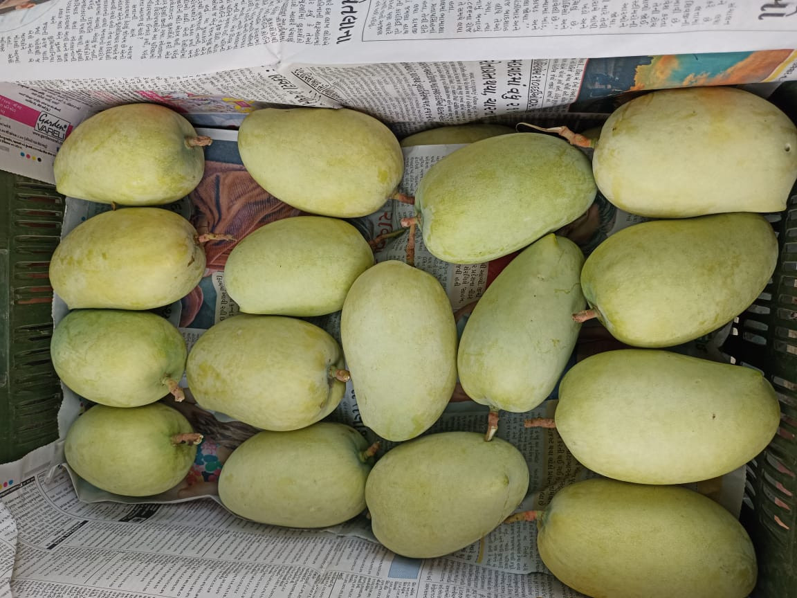 Nira Keshar Mango 3 Dozen/36 Pieces