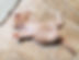 jeanne beebe - puff paul.jpg