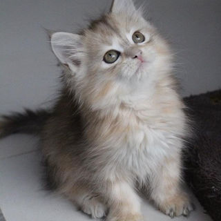 Kitten Bonnie