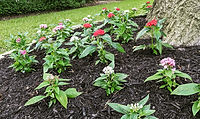 IMG_20200506_082228_822_edited.jpg