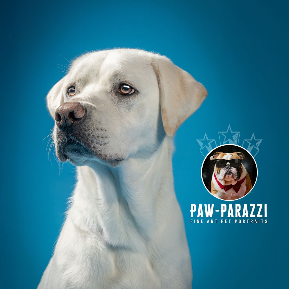 Paw-Parazzi by Lisa Lake