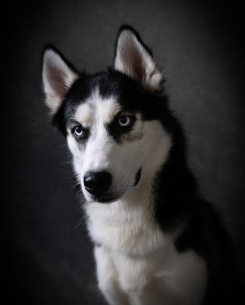Lehigh Valley pet portraits